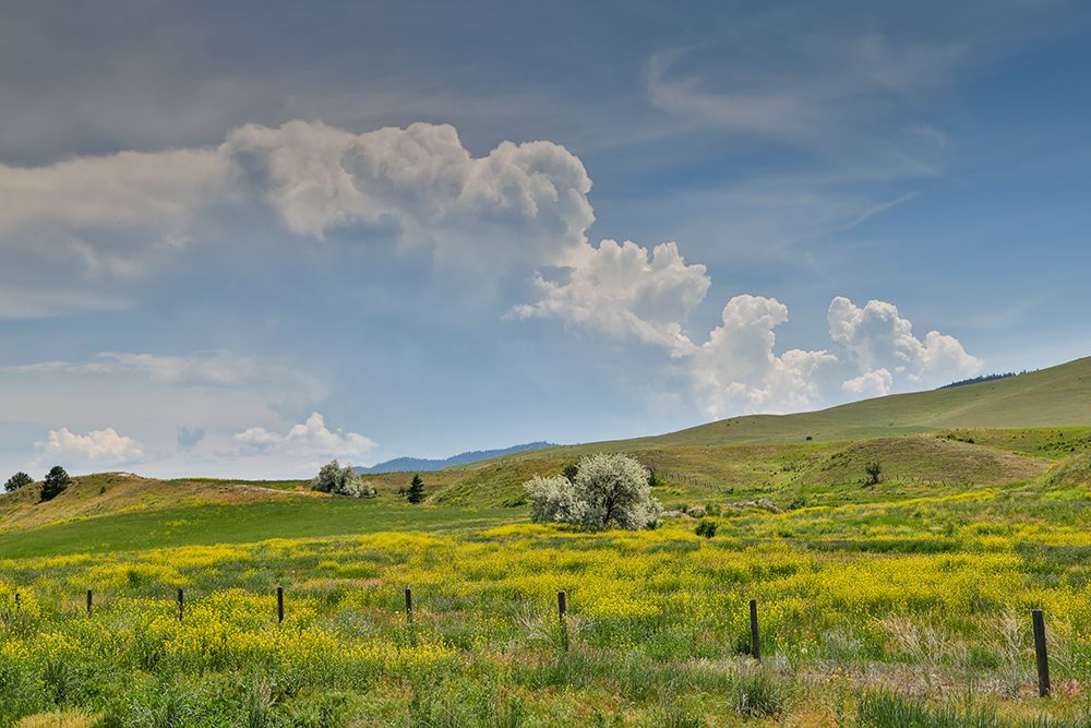 USA, Montana, Dixon. Fields of wild mustard art print by Darrell Gulin for $57.95 CAD