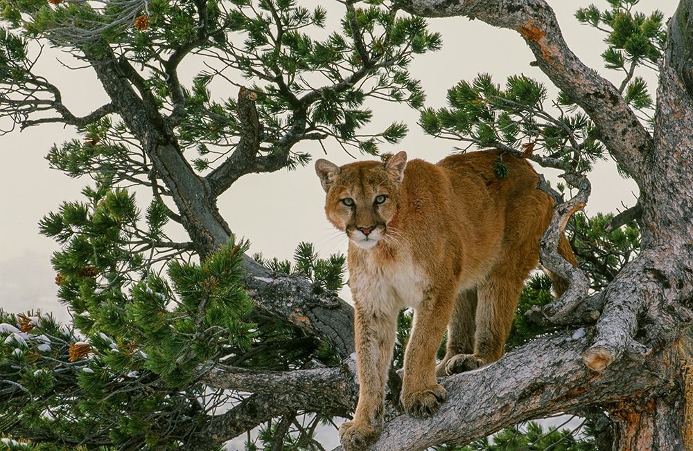 Captive Mountain Lion is perched on Evergreen tree-Montana art print by Howie Garber for $57.95 CAD
