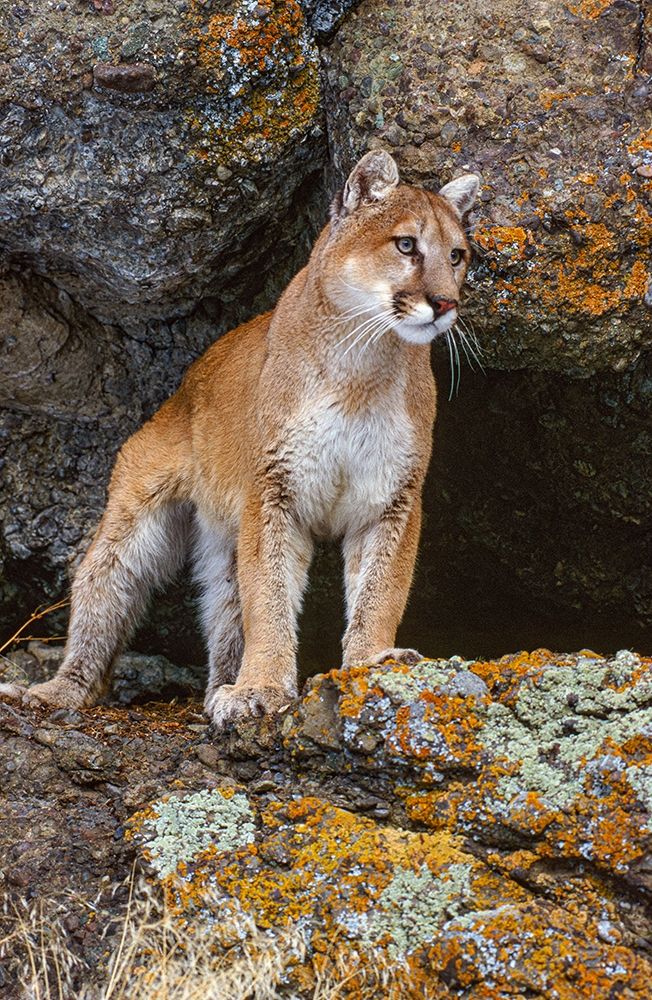 Captive Mountain Lion is perched on orange lichen covered cliff-Montana art print by Howie Garber for $57.95 CAD