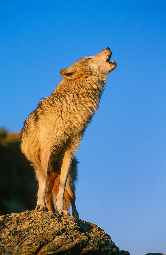 Howling Gray Wolf-Montana art print by Howie Garber for $57.95 CAD