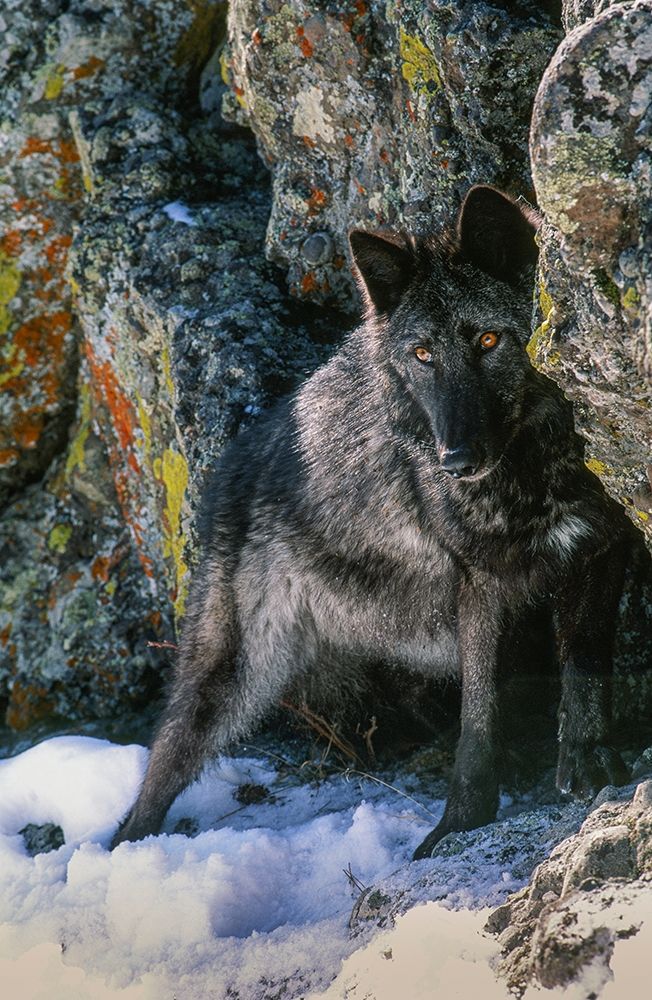 Portrait of Gray Wolf-Montana art print by Howie Garber for $57.95 CAD