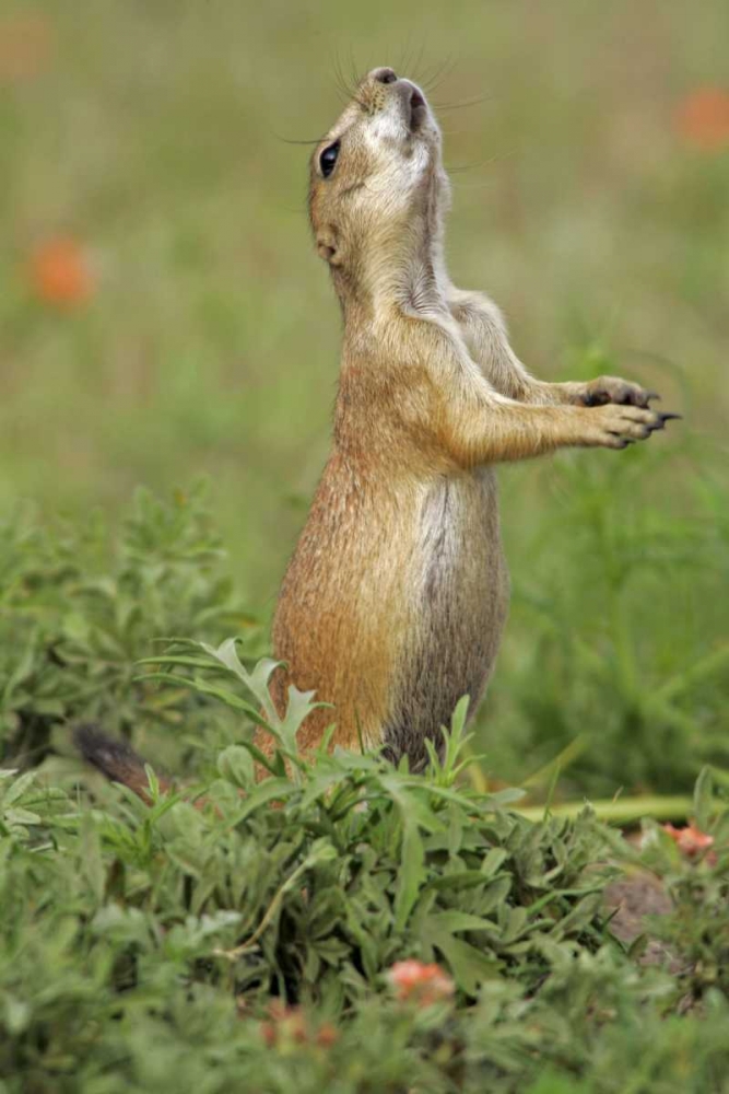 Nebraska Black-tailed prairie dog gives warning art print by Cathy and Gordon Illg for $57.95 CAD