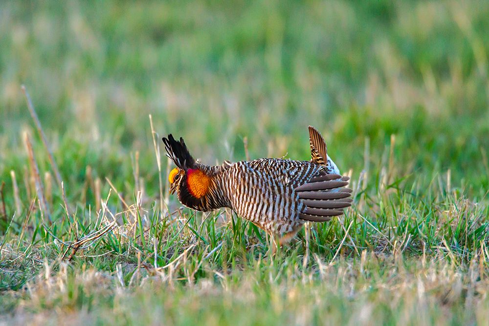 USA-Nebraska-Loup County Greater prairie chicken male displaying on lek art print by Jaynes Gallery for $57.95 CAD