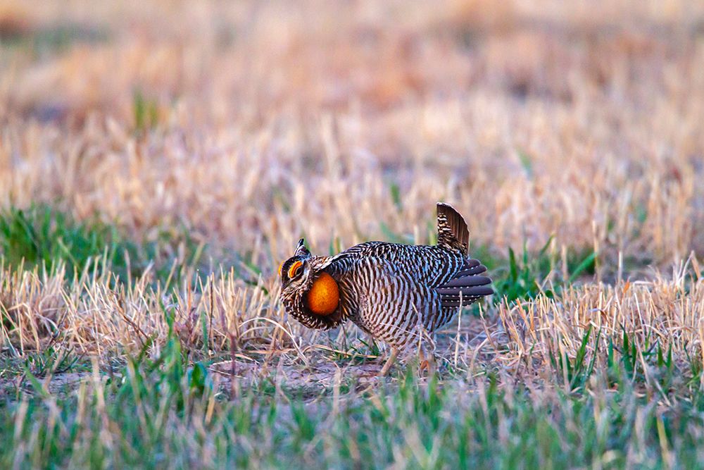USA-Nebraska-Loup County Greater prairie chicken male displaying on lek art print by Jaynes Gallery for $57.95 CAD