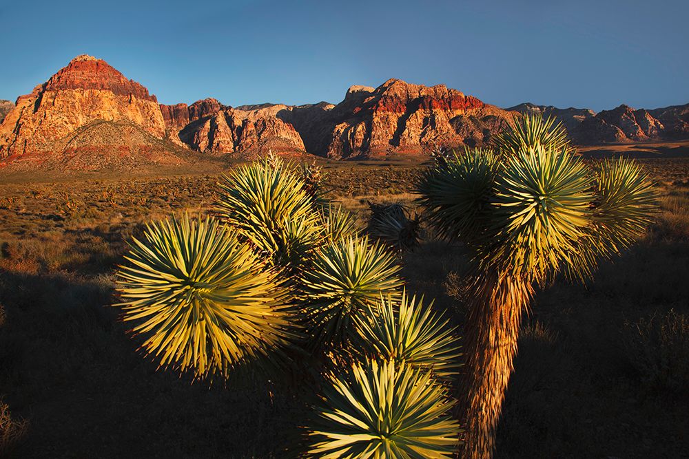 Joshua tree-Yucca brevifolia and sunset on red rocks-Valley of Fire State Park-Nevada art print by Adam Jones for $57.95 CAD