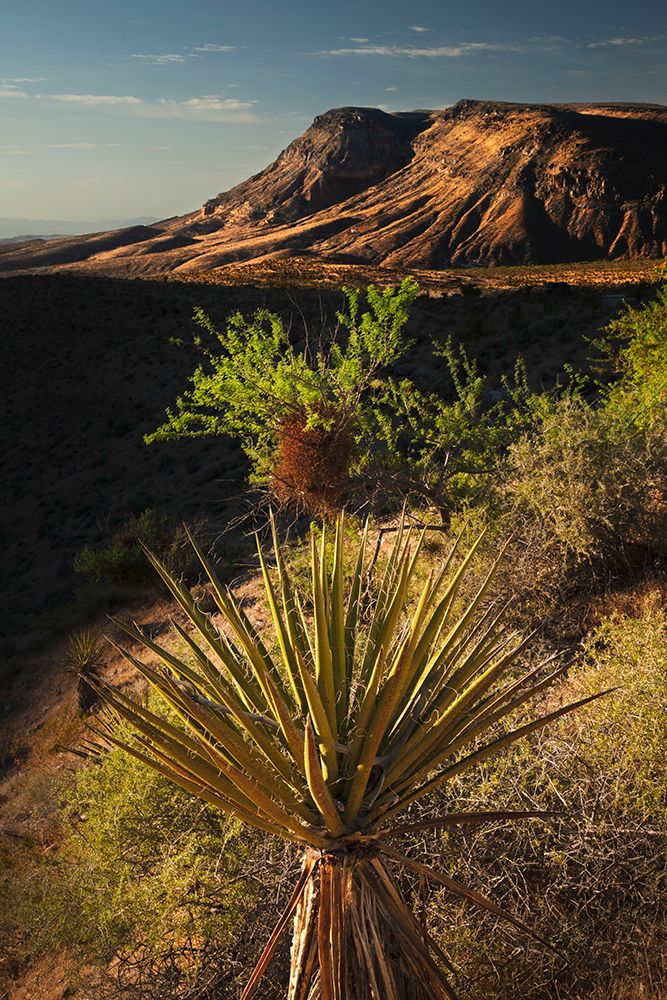 Joshua tree-Yucca brevifolia and sunset on red rocks-Valley of Fire State Park-Nevada art print by Adam Jones for $57.95 CAD