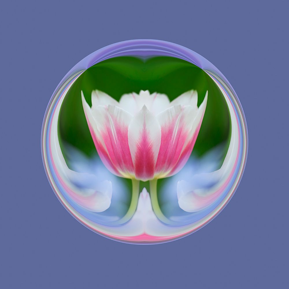 Single tulip-Las Vegas-Nevada art print by Adam Jones for $57.95 CAD