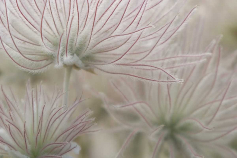 Nevada, Las Vegas, Red Rock Apache plume flowers art print by Wendy Kaveney for $57.95 CAD