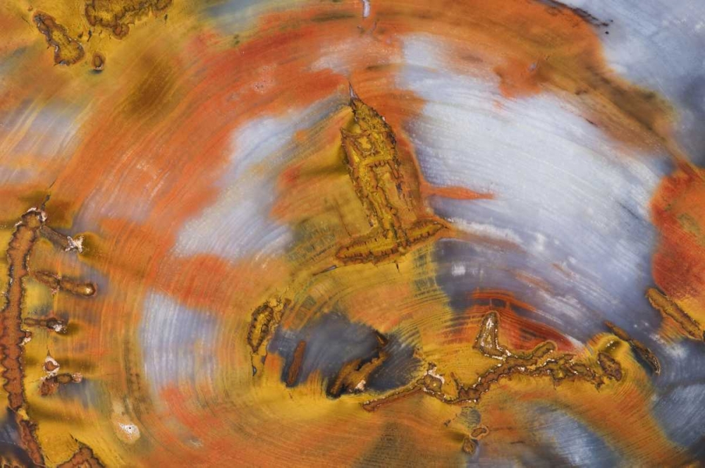 Nevada, Hubbard Basin Close-up of petrified wood art print by Dennis Kirkland for $57.95 CAD