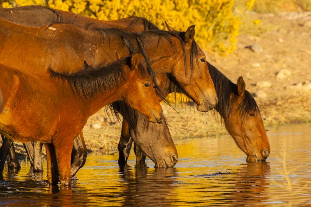 Nevada, Reno Wild horses drinking from pond art print by Cathy and Gordon Illg for $57.95 CAD