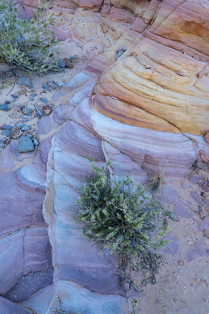 USA-Nevada Abstract lines in the sandstone-Valley of Fire State Park art print by Judith Zimmerman for $57.95 CAD