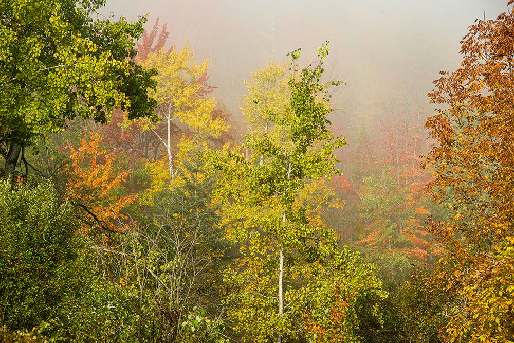 USA-New Hampshire-fall foliage north of Whitefield-along Rt 3 art print by Allison Jones for $57.95 CAD