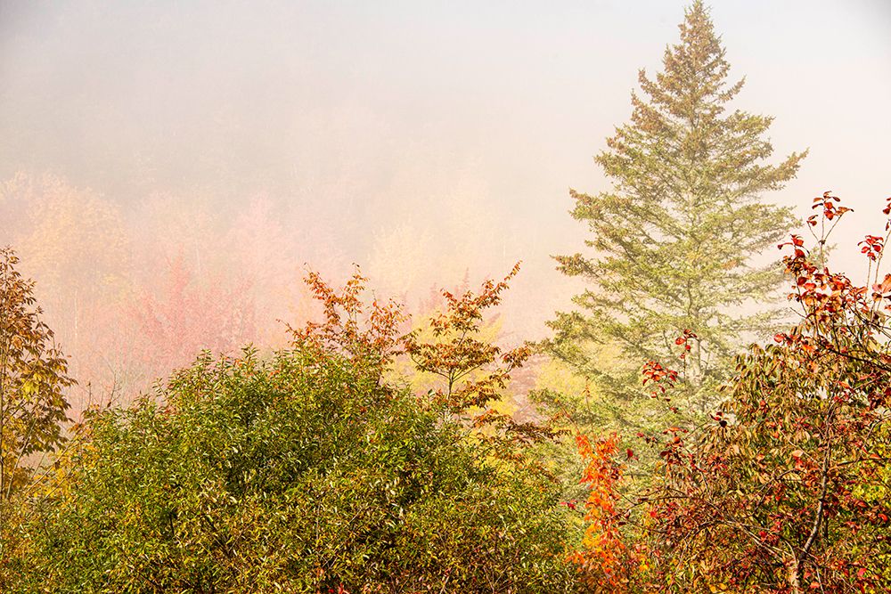 USA-New Hampshire-fall foliage north of Whitefield-along Rt 3 art print by Allison Jones for $57.95 CAD
