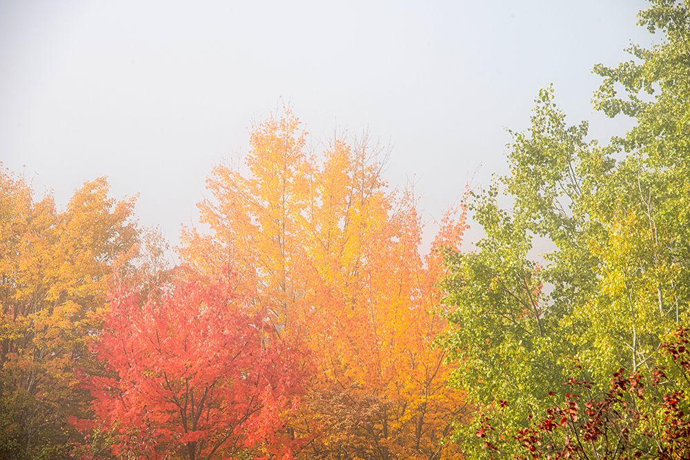 USA-New Hampshire-fall foliage north of Whitefield-along Rt 3 art print by Allison Jones for $57.95 CAD