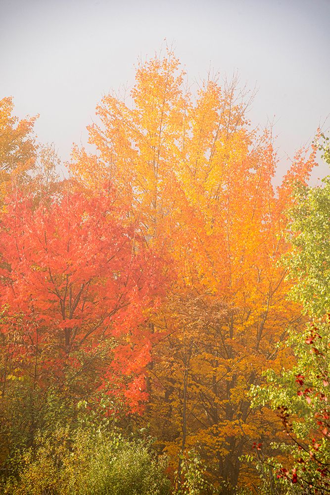 USA-New Hampshire-fall foliage north of Whitefield-along Rt 3 art print by Allison Jones for $57.95 CAD