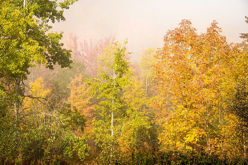 USA-New Hampshire-fall foliage north of Whitefield-along Rt 3 art print by Allison Jones for $57.95 CAD
