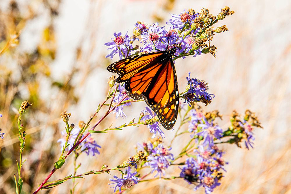 USA-New Hampshire-Bretton Woods-Omni Mount Washington Resort porch-monarch butterfly on aster art print by Allison Jones for $57.95 CAD