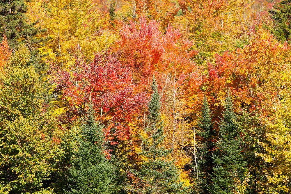 USA-New Hampshire-fall foliage Bretton Woods at base of Mount Washington art print by Allison Jones for $57.95 CAD