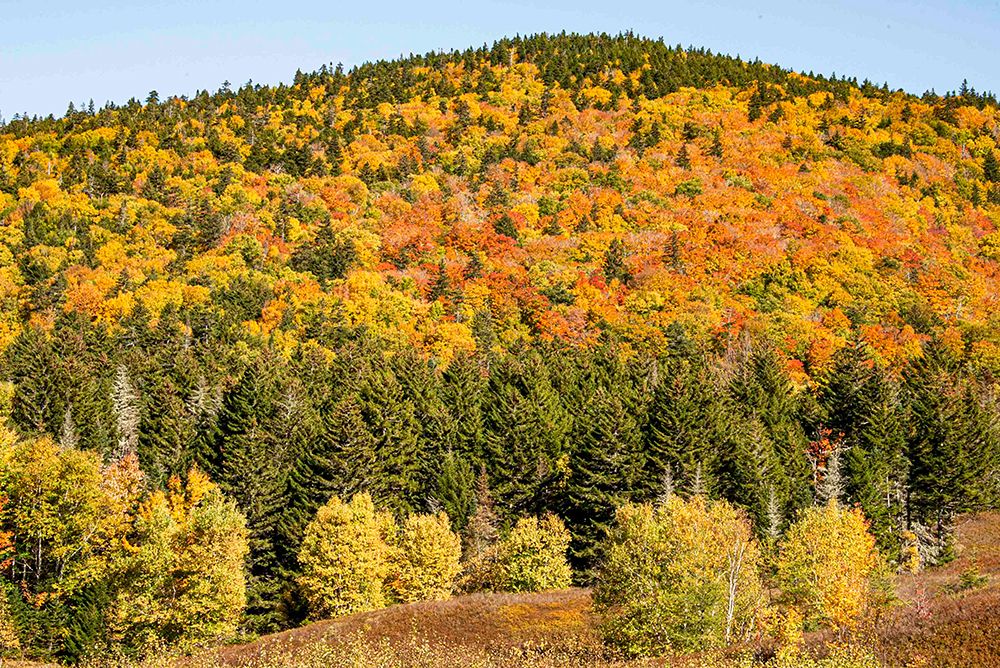 USA, New Hampshire. Mount Washington, Bretton Woods Resort, fall foliage at foot of Mt. Washington. art print by Alison Jones for $57.95 CAD