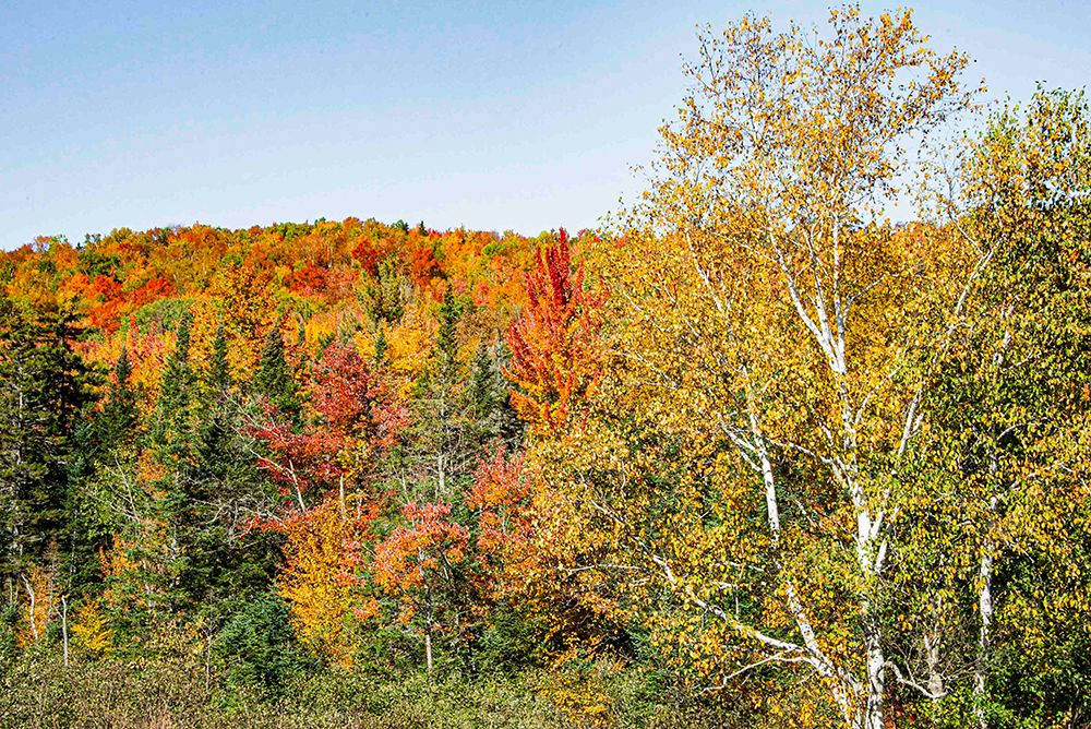 USA, New Hampshire. Mount Washington, Bretton Woods Resort, fall foliage at foot of Mt. Washington. art print by Alison Jones for $57.95 CAD