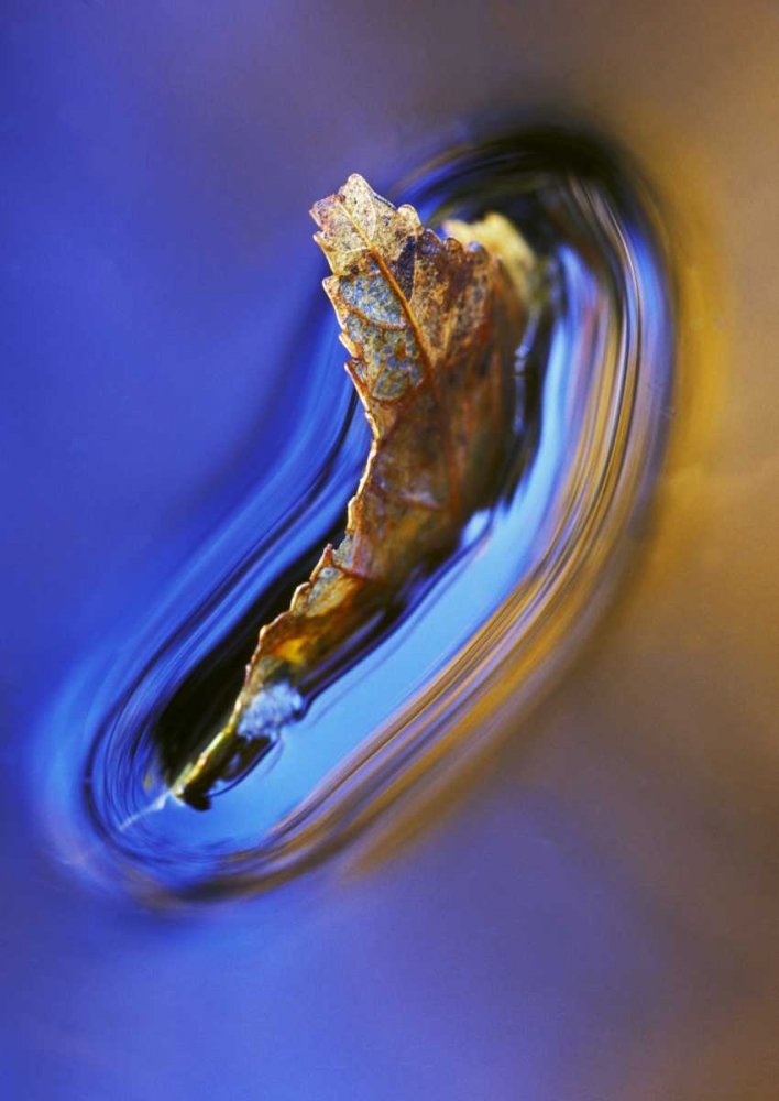 NH, Fall leaf floating in stream in reflection art print by Nancy Rotenberg for $57.95 CAD