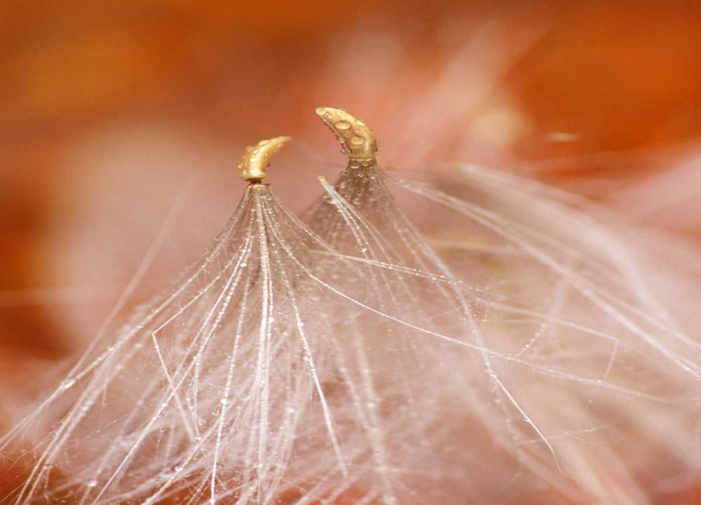 USA, New Hampshire, Seedheads dancing art print by Nancy Rotenberg for $57.95 CAD
