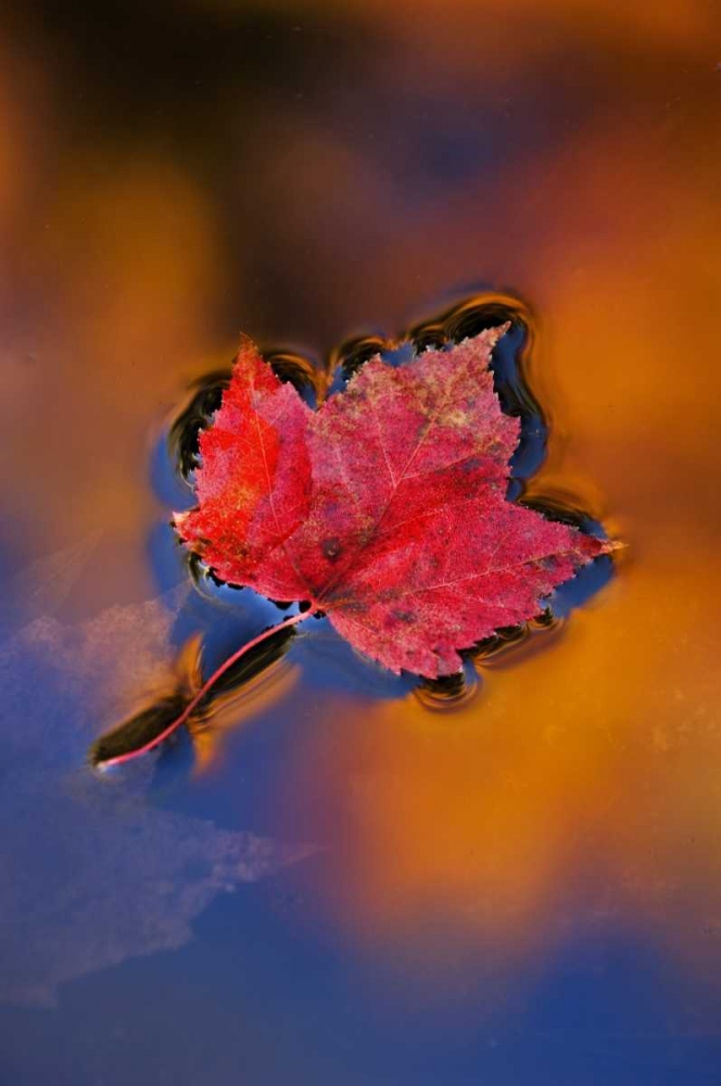 NH, White Mts, Maple Leaf in Fall Reflections art print by Nancy Rotenberg for $57.95 CAD