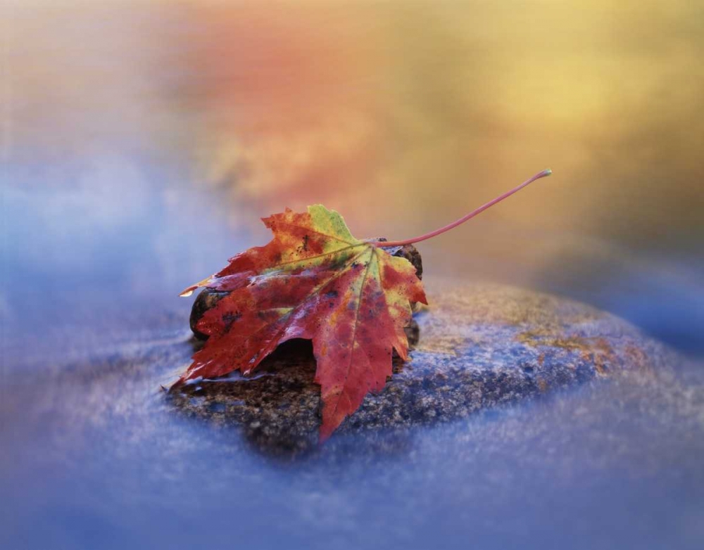 NH, White Mts, Maple leaf in the Swift River art print by Christopher Talbot Frank for $57.95 CAD