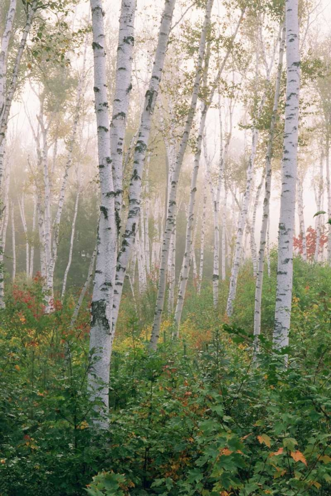 USA, New Hampshire Birch trees in clearing fog art print by Marie Bush for $57.95 CAD