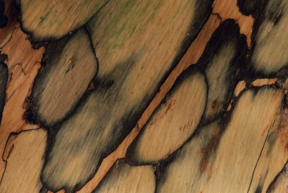 USA, New Hampshire Tree bark pattern art print by Marie Bush for $57.95 CAD