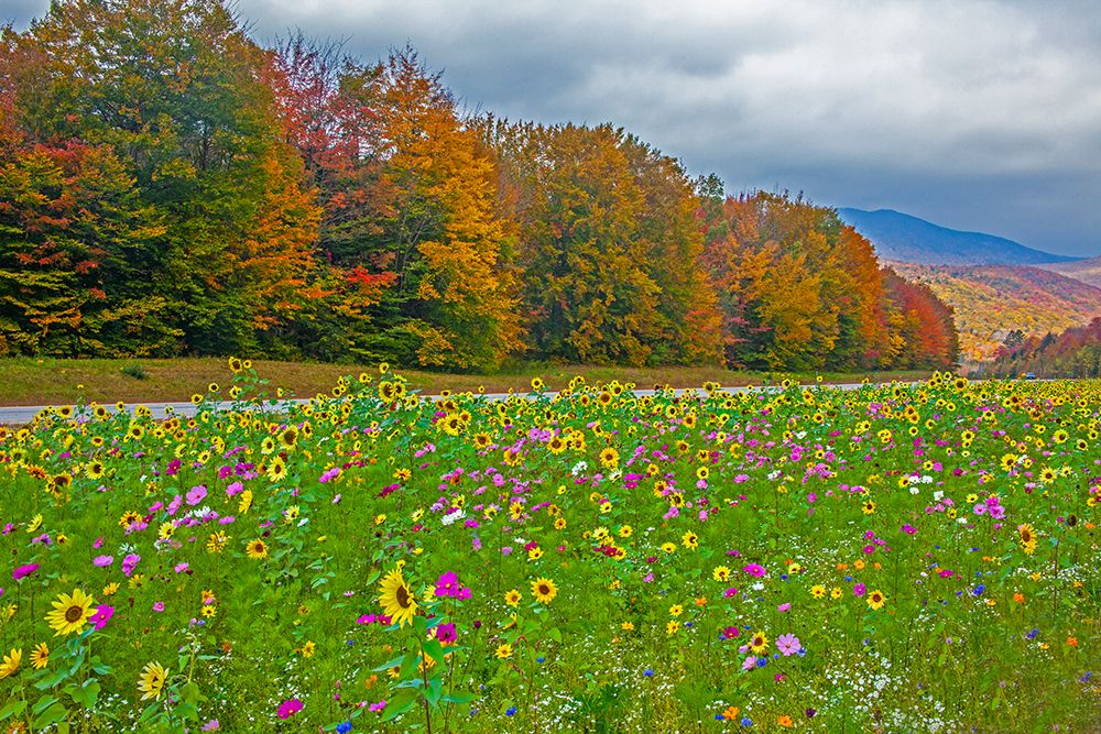 USA-New Hampshire-White Mountains in background with meridian planted with flowers along Interstate art print by Sylvia Gulin for $57.95 CAD