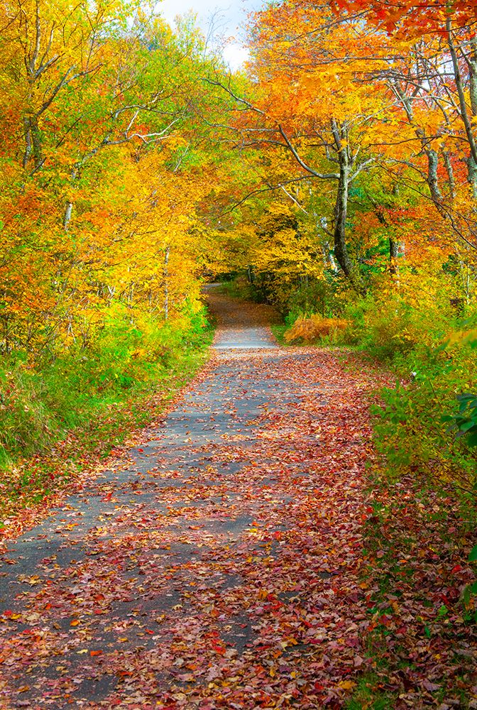 USA-New Hampshire-Franconia-one lane roadway with fallen Autumn leaves and lined with Fall colored art print by Sylvia Gulin for $57.95 CAD
