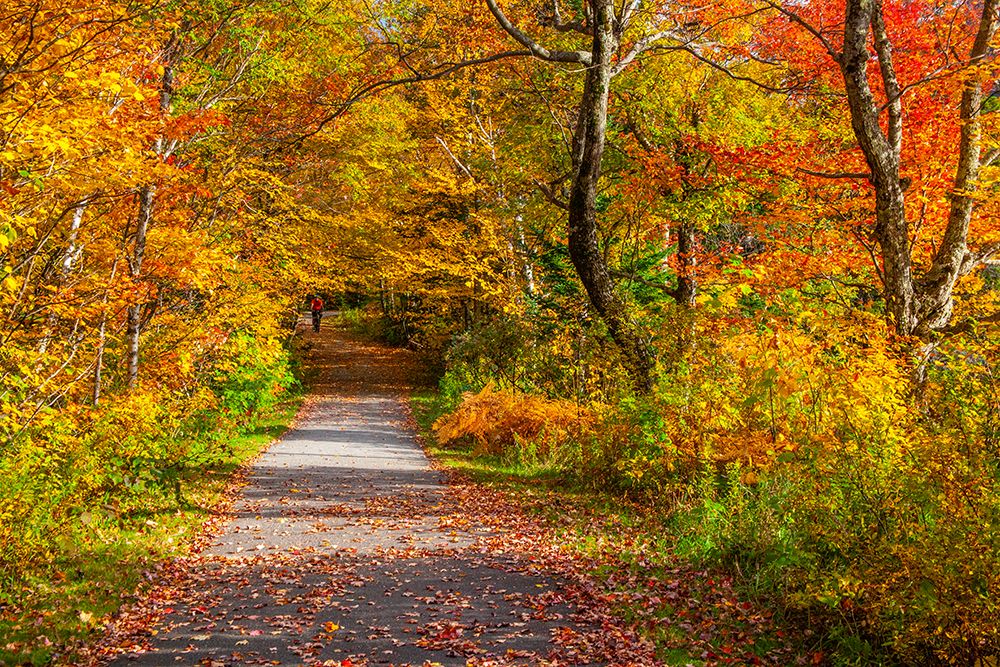 USA-New Hampshire-Franconia-one lane roadway with fallen Autumn leaves and lined with Fall colored art print by Sylvia Gulin for $57.95 CAD