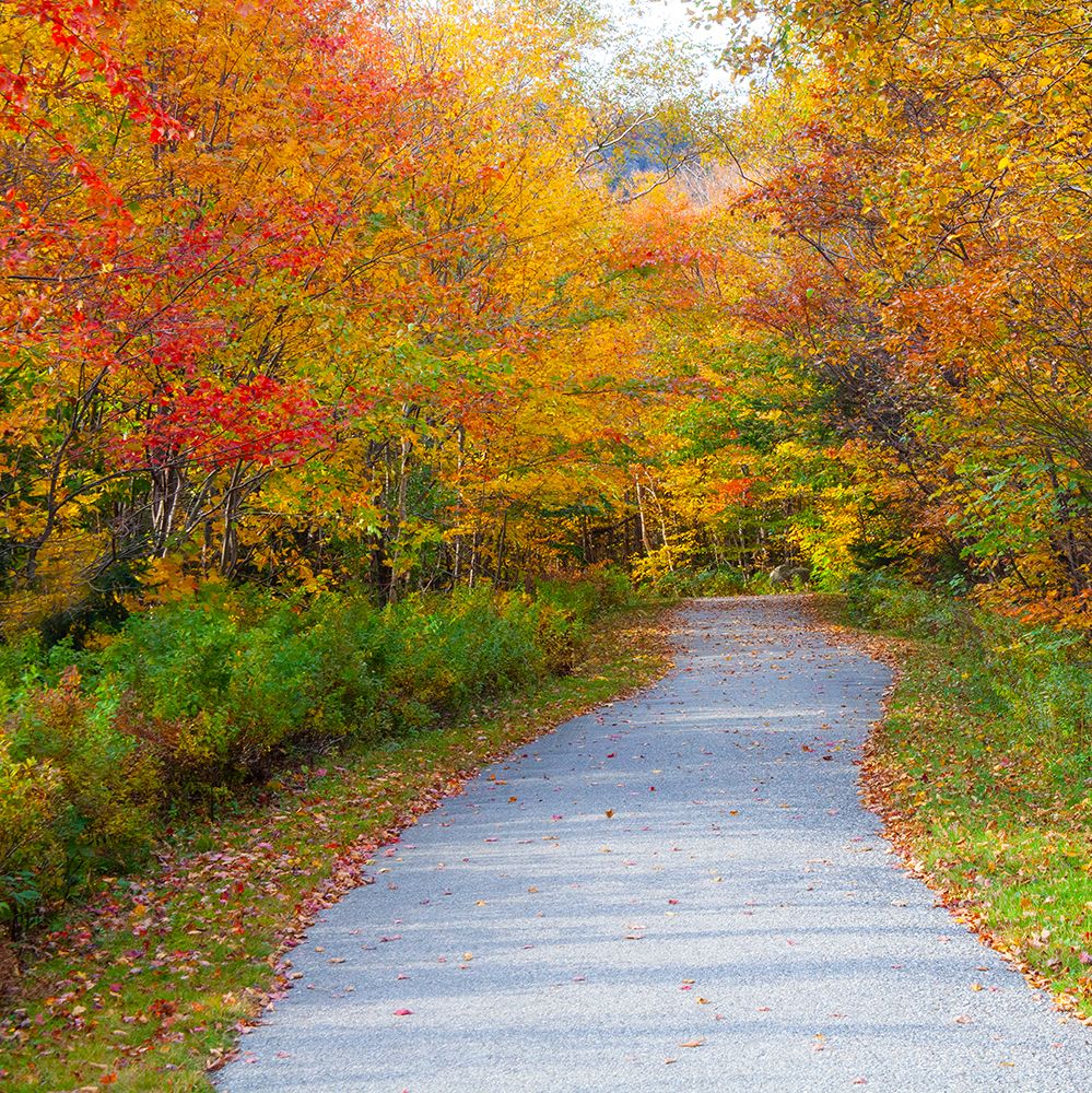 USA-New Hampshire-Franconia-one lane roadway with fallen Autumn leaves and lined with Fall colored art print by Sylvia Gulin for $57.95 CAD