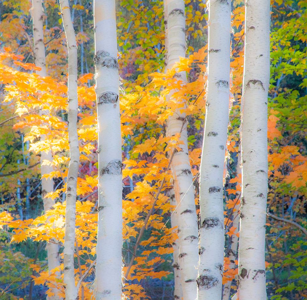USA-New Hampshire-Franconia-Autumn Colors surrounding group of White Birch tree trunks art print by Sylvia Gulin for $57.95 CAD