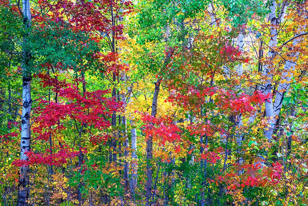 USA-New Hampshire-Gorham-Fall colors with grove of White Birch and Maple trees art print by Sylvia Gulin for $57.95 CAD