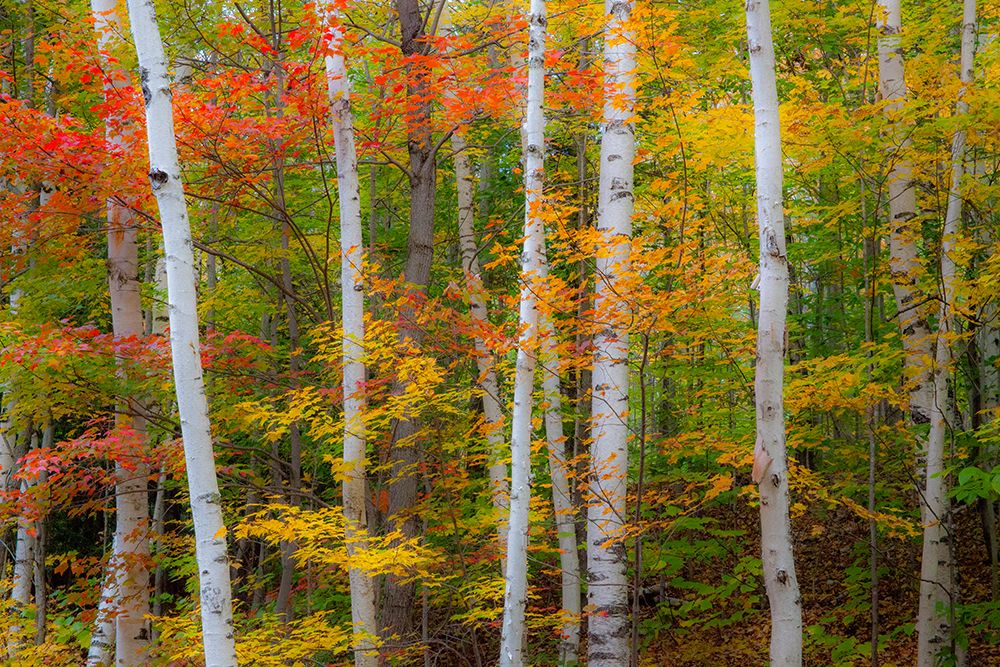 USA-New Hampshire-Gorham-White Birch tree trunks surrounded by Fall colors from Maple-Beech and Bir art print by Sylvia Gulin for $57.95 CAD