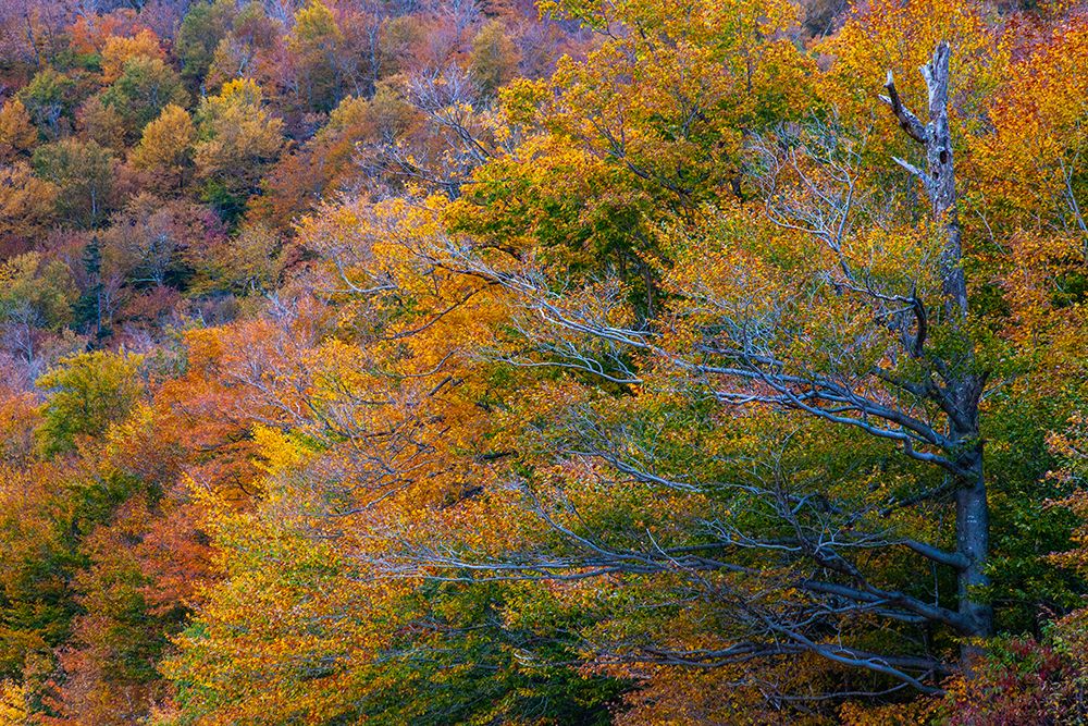 USA-New Hampshire-New England Fall colors on hillsides along highway 16 north of Jackson art print by Sylvia Gulin for $57.95 CAD