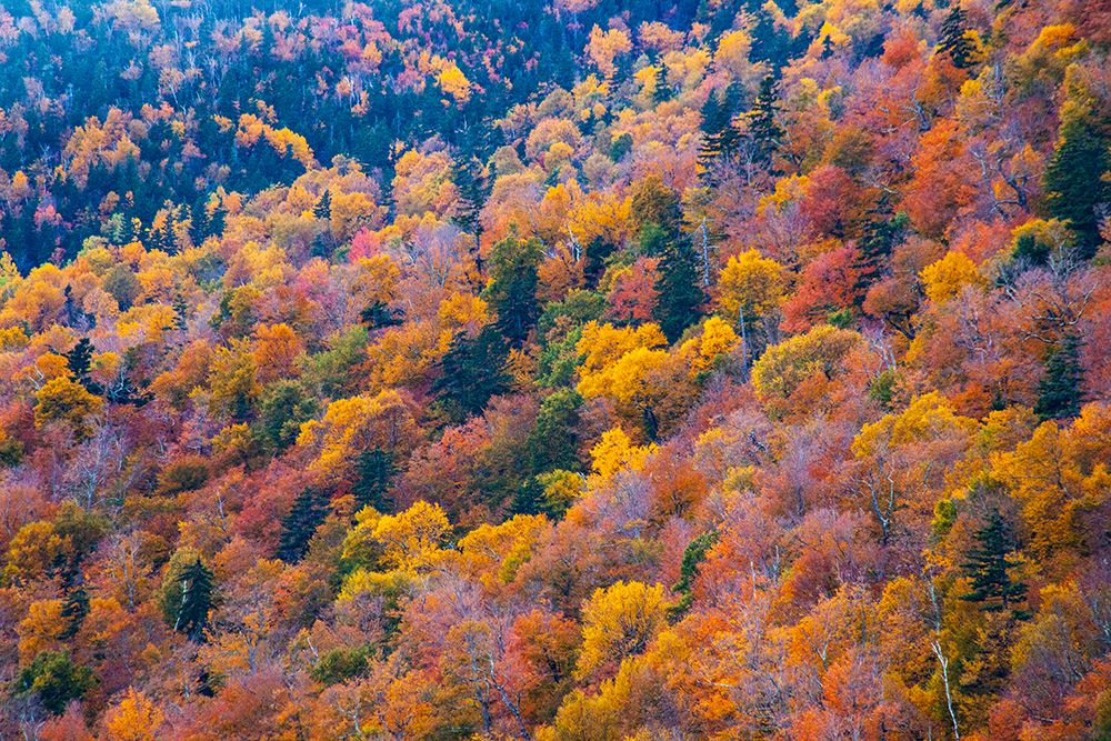USA-New Hampshire-New England Fall colors on hillsides along highway 16 north of Jackson art print by Sylvia Gulin for $57.95 CAD