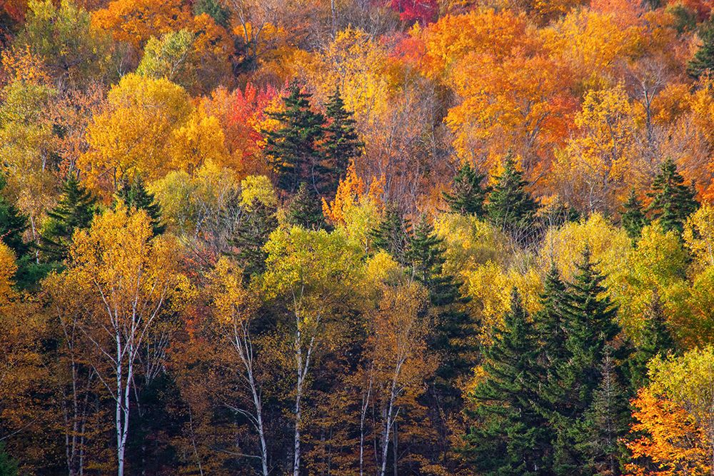 USA-New Hampshire just north of Jackson on highway 16 with the hillside covered in Autumns colors art print by Sylvia Gulin for $57.95 CAD