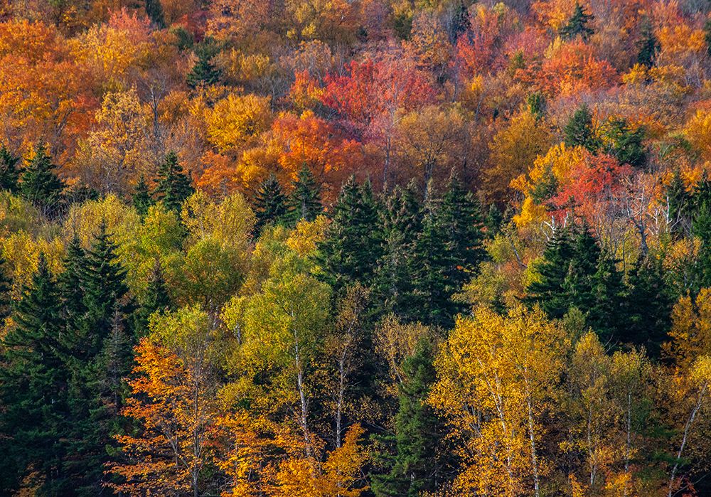USA-New Hampshire just north of Jackson on highway 16 with the hillside covered in Autumns colors art print by Sylvia Gulin for $57.95 CAD