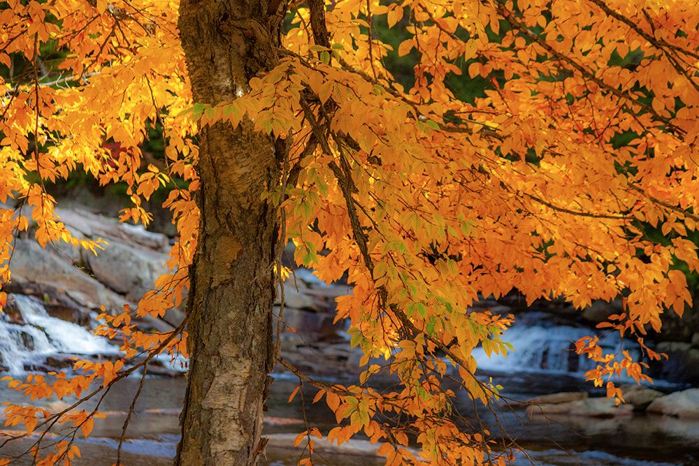 USA-New Hampshire-Jackson-Jackson Falls with American Beech in full Autumn color display art print by Sylvia Gulin for $57.95 CAD