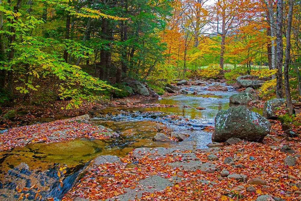 USA-New Hampshire-New England-Jackson small stream surrounded in Fall color art print by Sylvia Gulin for $57.95 CAD