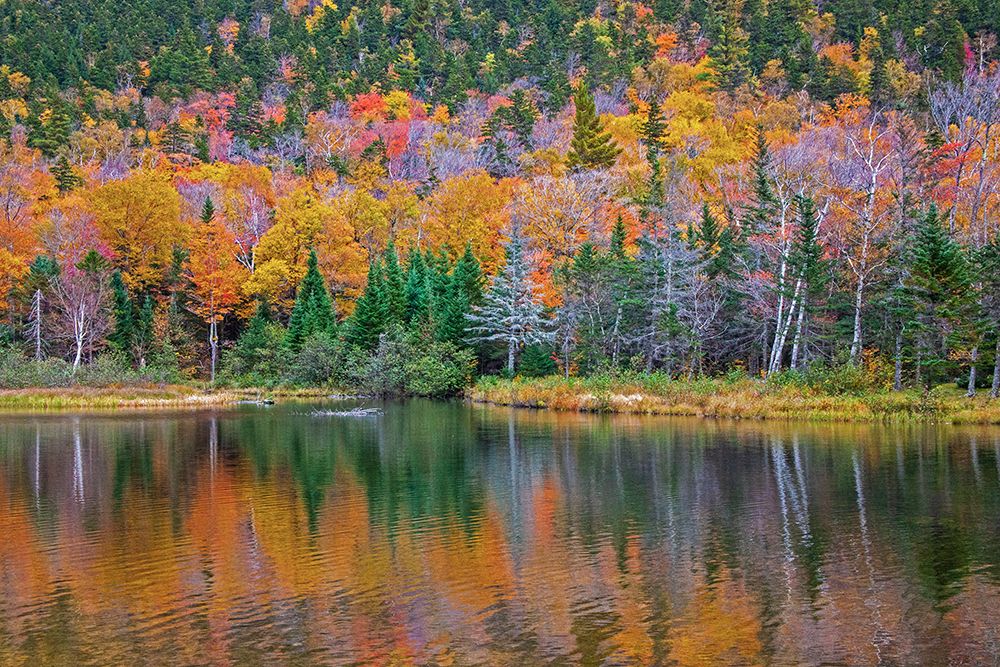 USA-New Hampshire-New England Fall colors reflected in the waters of the Saco River Crawford Notch art print by Sylvia Gulin for $57.95 CAD