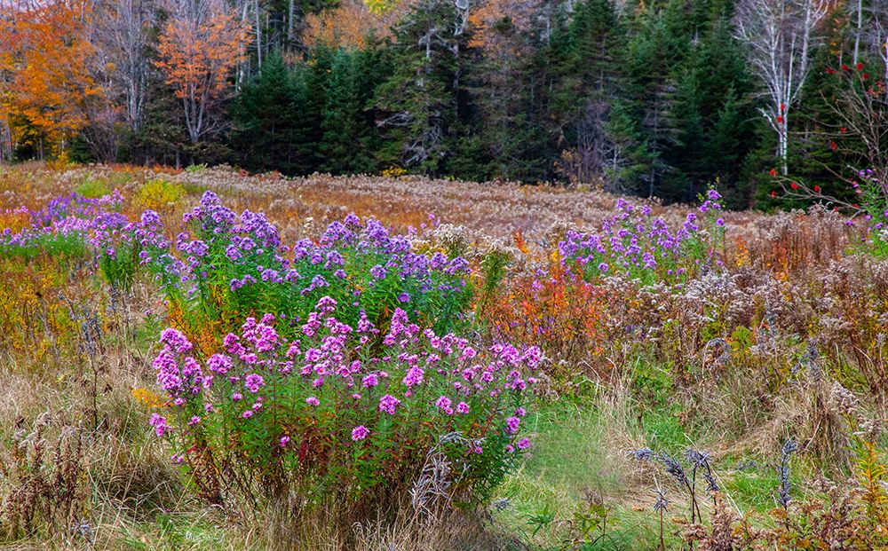 USA-New Hampshire-New England field off of highway 302 with Autumn daisies and hillside backdrop wi art print by Sylvia Gulin for $57.95 CAD