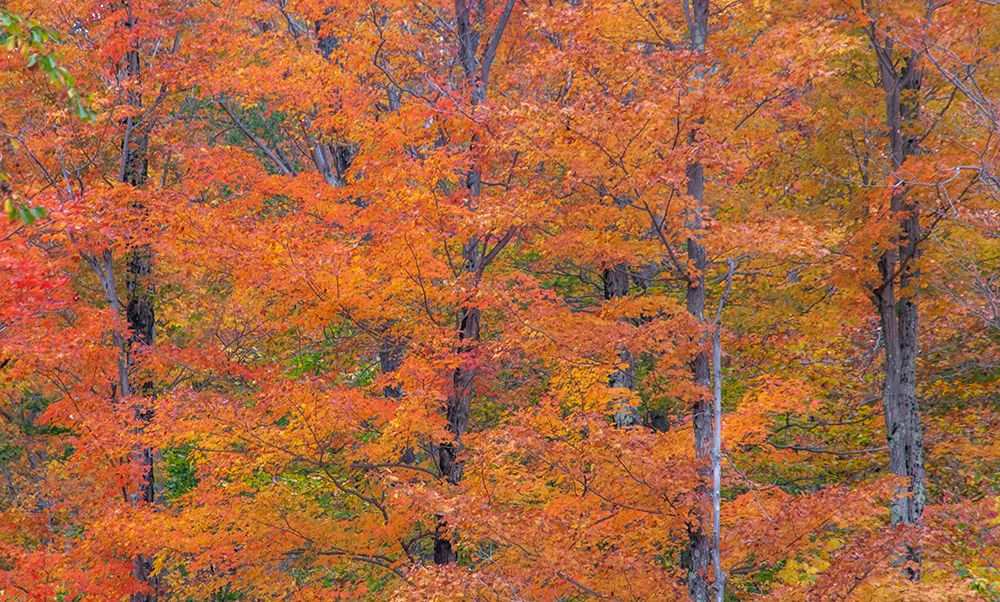 USA-New Hampshire-Franconia hardwood forest of maple trees in Autumn art print by Sylvia Gulin for $57.95 CAD