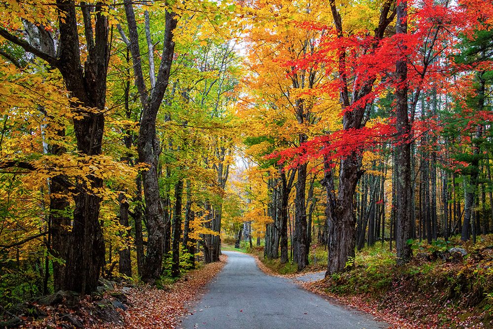 USA-New Hampshire-tree-lined road with maple trees in Fall colors art print by Sylvia Gulin for $57.95 CAD