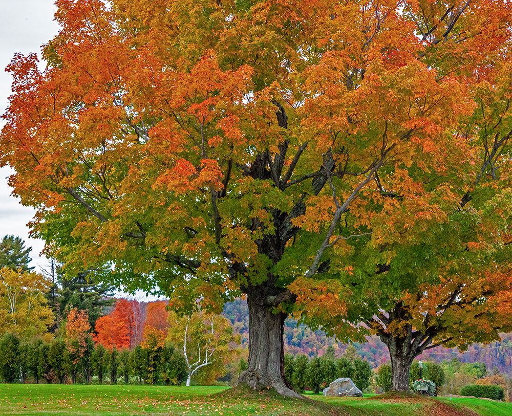USA-New Hampshire-Fall colors with White Birch and Maple trees art print by Sylvia Gulin for $57.95 CAD