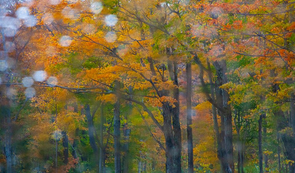 USA-New Hampshire-Sugar Hill looking through windshield on rainy day with Hardwood trees in Autumn art print by Sylvia Gulin for $57.95 CAD