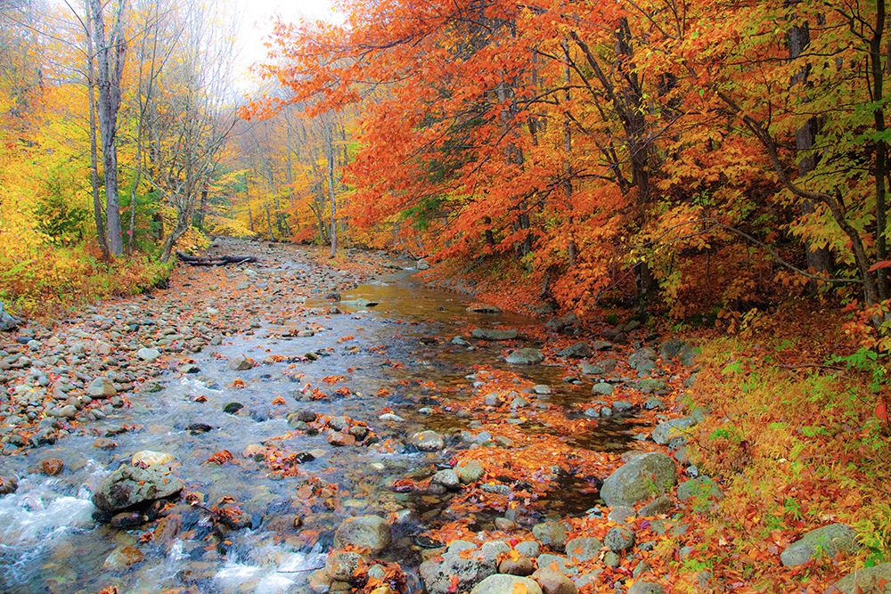 USA-New Hampshire Autumn colors on Maple-Beech trees along the edge of the river art print by Sylvia Gulin for $57.95 CAD